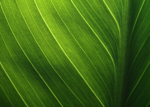 een macro afbeelding van het blad van een plant